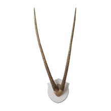 Dimond Home Wall Mounted Resin Gazelle Horns With Plaque