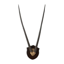 Dimond Home Wall Mounted Resin Gazelle Horns With Plaque