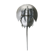 Dimond Home Mica Horseshoe Crab